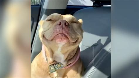 Rescued Pit Bull From Fresno Wins Hearts With Gorgeous Smile Abc7 Los