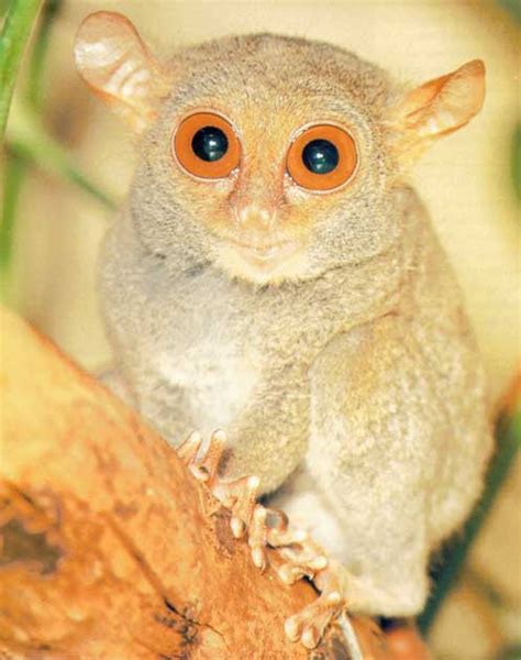 Big eyed animals are a kind of animals with big eyes. Tarsiers - The Big-Eyed, Ancient, Nocturnal Mammal ...