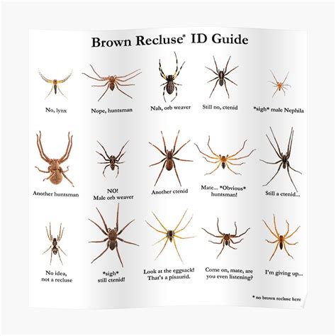 Texas Brown Recluse Spider Identification Chart Sexiz Pix