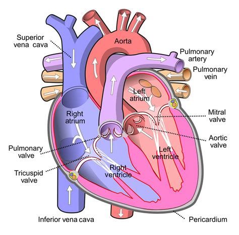 What Are The Functions Of Right Atriumright Ventricle And Left Atrium
