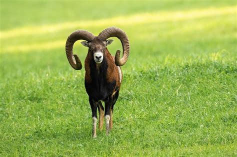 Premium Photo Male Mouflon Ram With Long Horns Standing On A Meadow