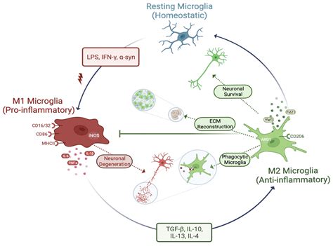 Cells Free Full Text Microglia Mediated Neuroinflammation In