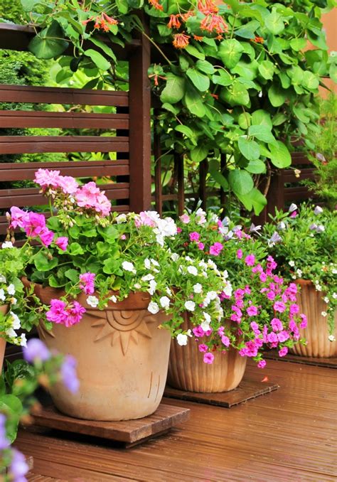 Container Flowers That Bloom All Summer Refresh Your Container Garden