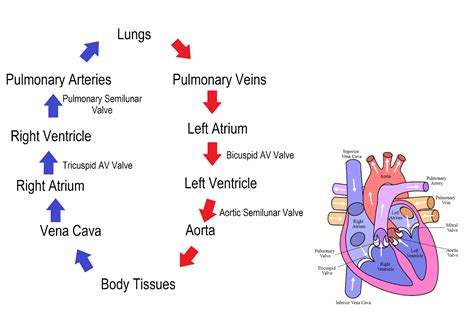 Blood Circulation In Heart Flowchart In Steps