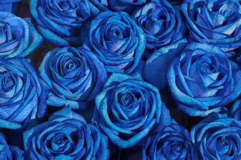 18 Rose Color Meanings That Are Just More Than Romantic Facts Bridage