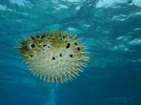 17 Best Underwater Favorites Pufferfish Images On Pinterest Marine
