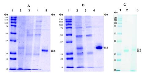 Polyacrylamide Gel Electrophoresis Sds Page Of The Purification Steps
