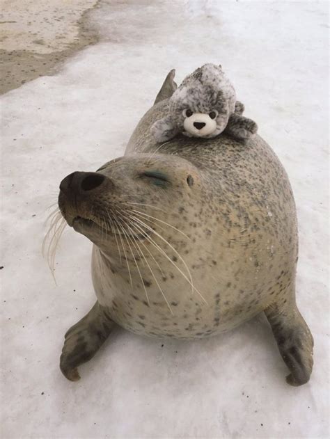 A Rescued Earless Seal Finds Toy Version Of Itself Cant Stop Hugging