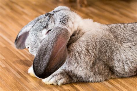 Flemish Giant Rabbit Breeders In Illinois Our Lovely Rabbits