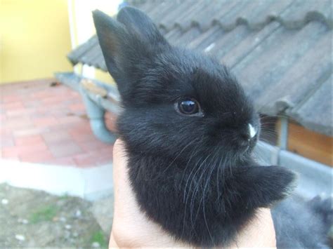 Löwenkopfkaninchen löwenkopfkaninchen, weiblich, mit käfig oder zubehör, verträglich mit anderen tieren. Verschenke zwei Löwenkopfkaninchen in München | Tiere ...