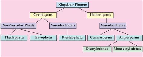 Biology Kingdom Plantae Explanation