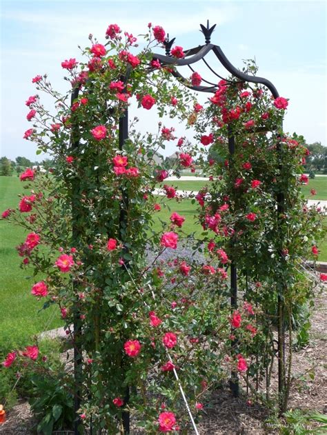 Full Size Picture Of Hybrid Kordesii Rose Large Flowered Climbing Rose