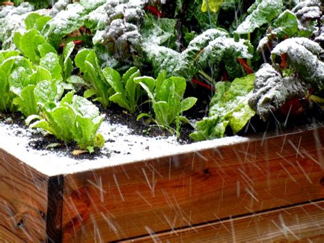 Winter Gardening Tricks Tips And Secrets Off The Grid News