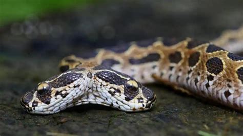 India Extremely Rare 2 Headed Venomous Russells Viper Found In