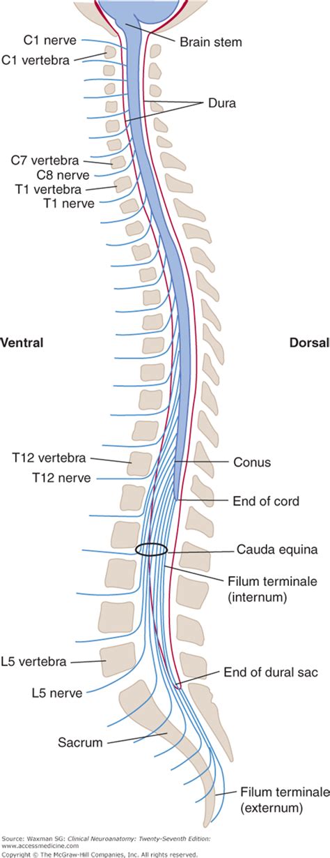 The Vertebral Column And Other Structures Surrounding The Spinal Cord