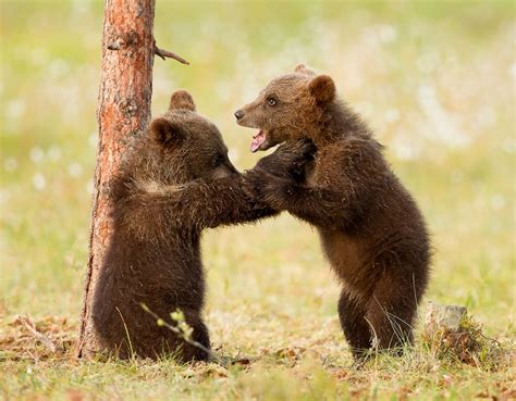 Brown Bear Cubs Play Fighting By Dalia Kvedaraite Via 500px Bear