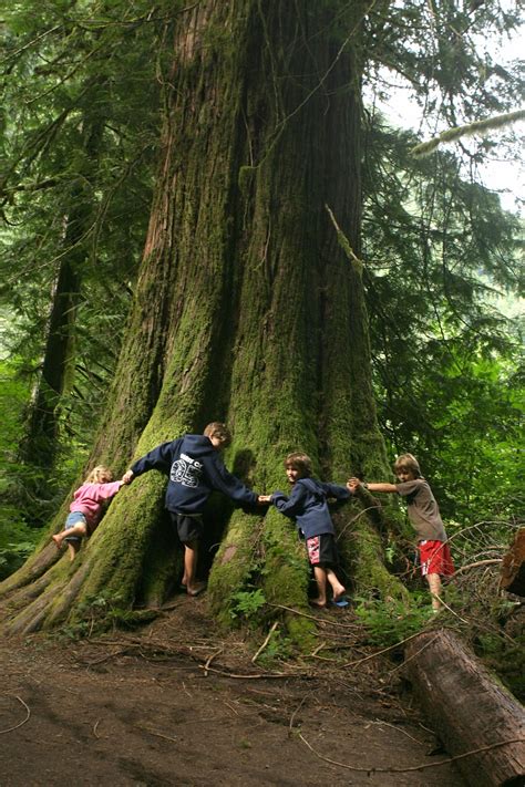 The Importance Of Old Growth Forests The Nature Trust Of British Columbia