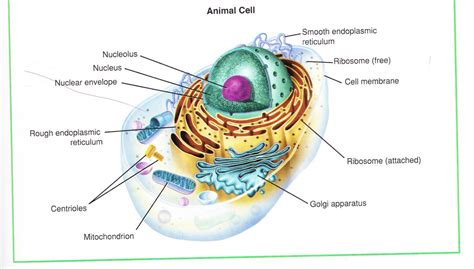 Cell Structure And Function Diagram Quizlet
