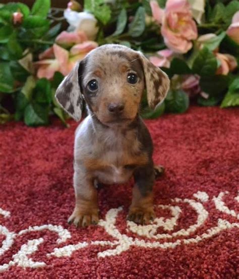 If you have any questions about a puppy or just questions in general the fastest way to contact us is by phone. Mini Dachshund Puppies For Sale Black Tan,Doxie Breeder ...