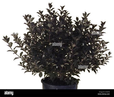 Wax Leaf Ligustrum Shrub Stock Photo Alamy