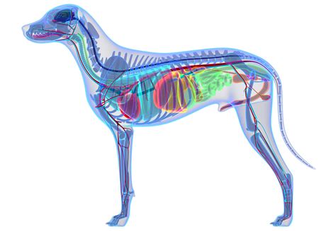 What Organs Are On The Right Side Of A Dogs Body