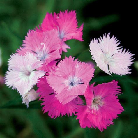 Flores Claveles