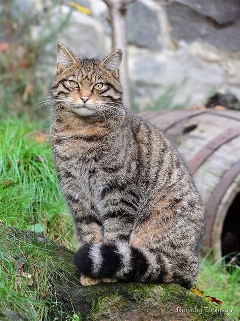 Scotland Wild Cat Scottish Wildcat Wildlife Online This