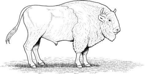 All coloring pages » animals » mammals » bison » realistic american bison. 301 Moved Permanently