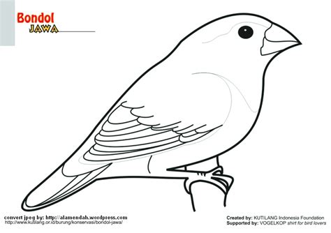 42 Gambar Hewan Sketsa Burung Hd Gambar Hewan
