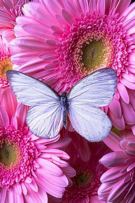 Mariposa Beautiful Butterflies Butterfly Wallpaper Flowers