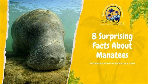 8 Surprising Facts About Manatees Captain Mikes