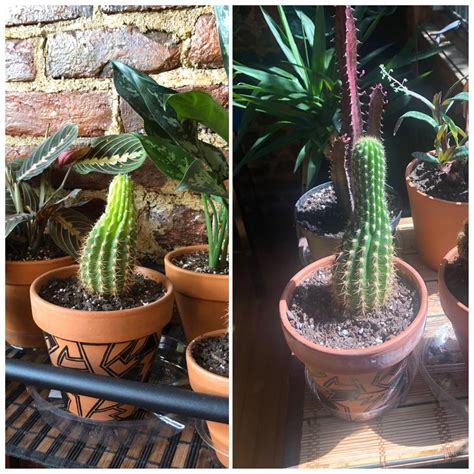 Update On My Etiolated Cactus Originally Posted In Rcactus Ive