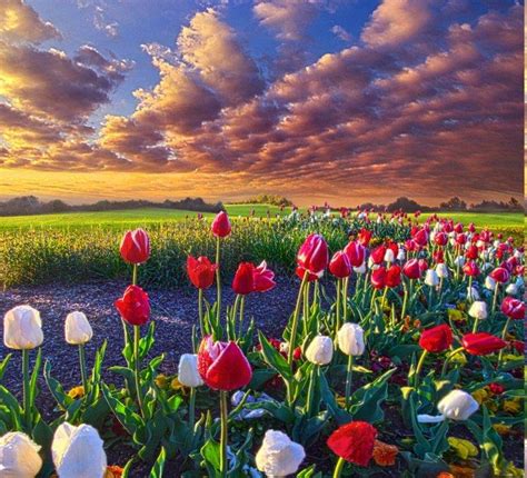 Spring Flowers Tulips Field Sunrise Grass Clouds Nature