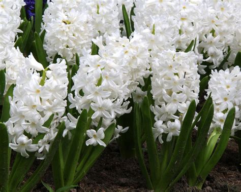 Hyacinth Carnegie Bulbs — Buy White Hyacinths Online At Farmer Gracy