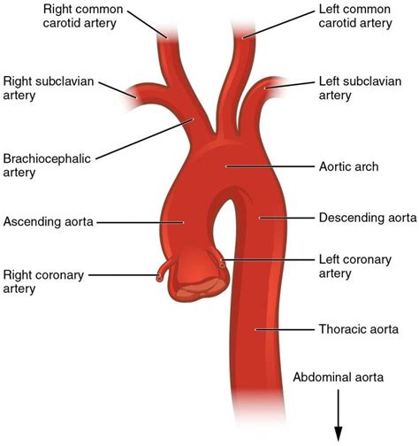 This Diagram Shows The Aorta And The Major Parts Are Labeled