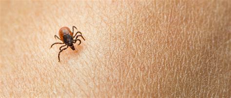 Ticks Transmit More Than Lyme Disease What You Need To Know Penn