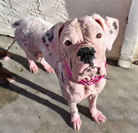 Dog With Pink Skin Rescued With Brother Responding Well To Treatment