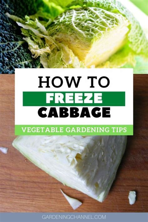 Freezing preserves cheese safety, but it changes the texture. Can you freeze a cabbage? - Gardening Channel | Cabbage ...