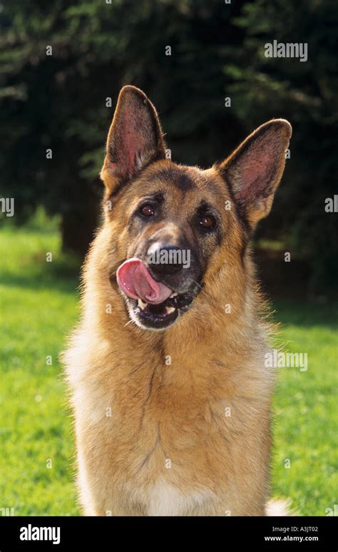 German Shepherd Dog Licking Its Mouth Stock Photo Alamy