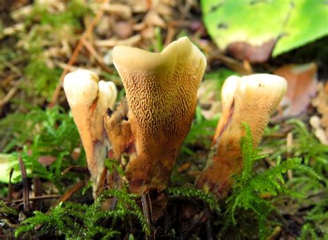 Wild Mushrooms Of The Pacific Northwest Kitsap Peninsula Mycological