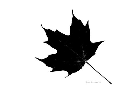 Black On White Maple Leaf Photograph By John C Stephens Fine Art America