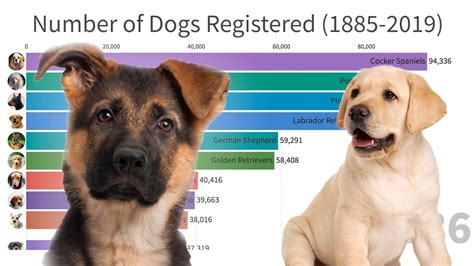 Most Popular Dogs In The World 1885 2019 Youtube