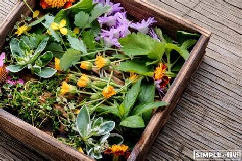 45 Of The Best Plants For A Medicinal Garden • Simple At Home