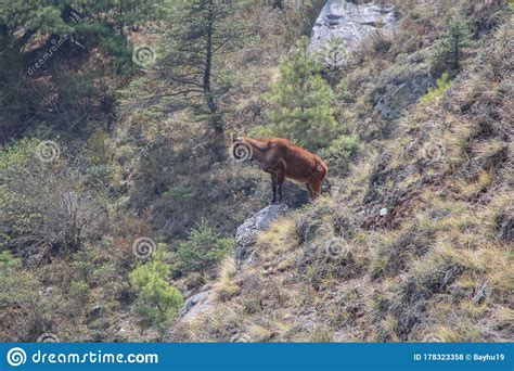 Siberian Ibex Standing On A Mountainside Of Himalayas Stock Photo