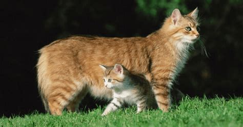 10 Real Fascinating Facts About Manx Cats Pet Facts