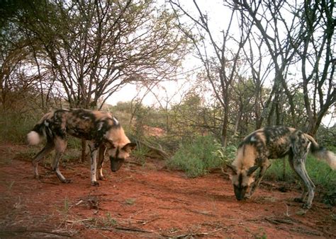 Scientists At Work Catching Hyaenas On Camera For Conservation