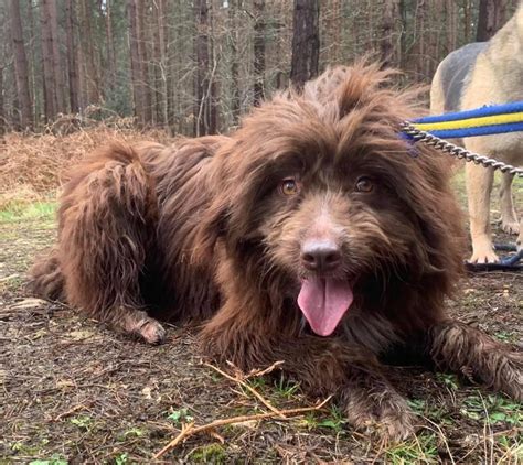 Florence 4 Year Old Female Bearded Collie Cross Available For Adoption