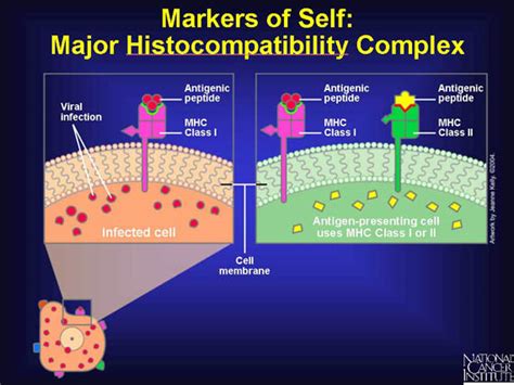 Or even antibodies from other individuals. 4. Markers of Self: Major Histocompatibility Complex