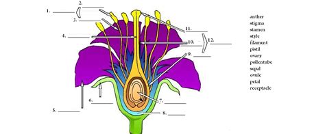 The main flower parts are the male part called the stamen and the female part called the pistil. My Homeworks: parts of the flower