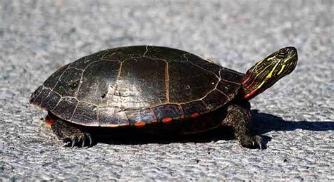 Native Turtles Of New Jersey With Pictures